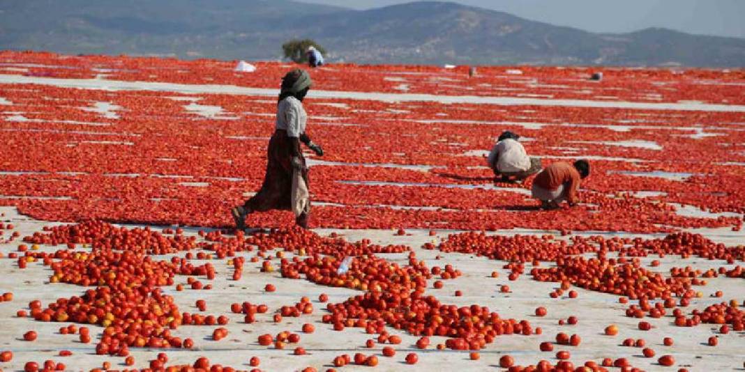 Kırmızının en güzel hali! Ser, kurut, şöleni izle: Bölgenin en önemli geçim kaynaklarından 1